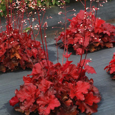 Forever red heuchera d'occasion  Expédié en Belgium