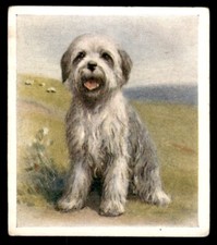 Godfrey phillips puppies for sale  HUNTINGDON