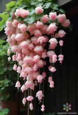 Light pink weeping for sale  Spring City