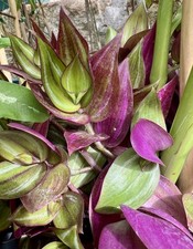 Tradescantia zebrina discolor gebraucht kaufen  Passau