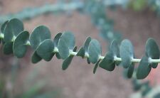Samen echter eukalyptus gebraucht kaufen  Calw