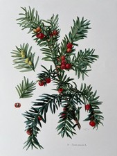 taxus baccata d'occasion taxus baccata d'occasion Expédié en Belgium