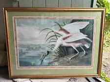 Framed roseate spoonbill for sale  LONDON