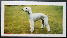 Bedlington terrier vintage for sale  DERBY