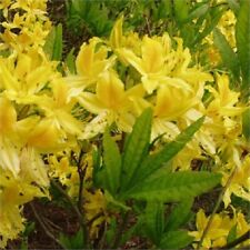 Rhododendron luteum 1.5l for sale  CRANBROOK