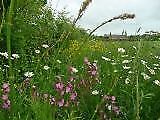 Wild flower mix for sale  WREXHAM