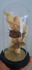 Usado, curiosité , taxidermie : Vie Marine Aquarium Sous Globe #12 comprar usado  Enviando para Brazil