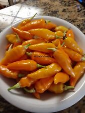 Datil hot pepper for sale  Jacksonville