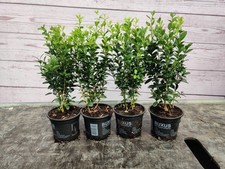 box hedge for sale  HARLOW