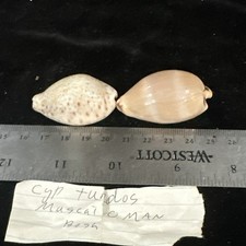 Seashells cypturdus lot for sale  Warner Robins