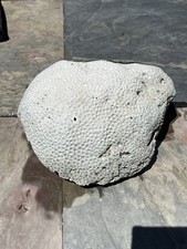 Genuine white brain for sale  Woodmere