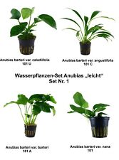 Wasserpflanzen set anubias gebraucht kaufen  Neukirchen/Erzgeb.