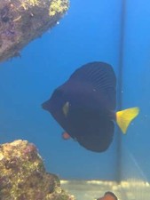 Live purple tang d'occasion  Expédié en Belgium