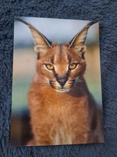 Seltene tier postkarte gebraucht kaufen  Hamburg