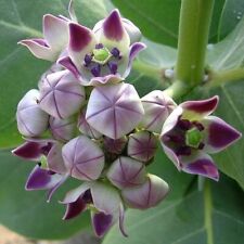 Calotropis gigantea fioletowy, gigantyczny chwast mleczny, kwiat korony - 5 mementów na sprzedaż  Wysyłka do Poland