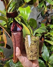Nepenthes nepenthes veitchii gebraucht kaufen  Ahrensburg