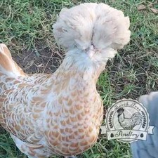 Polish eggs incubate for sale  SPILSBY