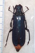 Top rarity cerambycidae for sale  Depauw