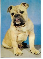 "Animal. Bulldog"  Modern French  artist photo postcard 1970s, usado comprar usado  Enviando para Brazil
