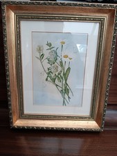 Vintage botanical print for sale  NOTTINGHAM