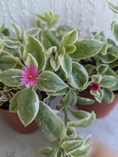 Vaeriegated baby sun for sale  Jacksonville