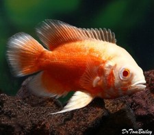 Albino red oscar for sale  Haslet