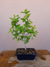 Bonsai punica granatum usato  Macerata Campania