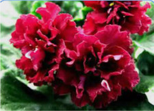 plant fire for sale plant fire for sale Marriottsville
