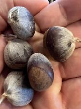 100 american chestnut. for sale  Peoria