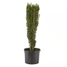 2.25 gal. holly for sale  Barrington