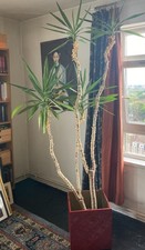 Yucca elephantipes terracotta for sale  LONDON