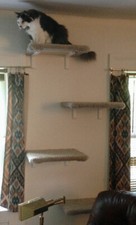 Wall mounted cat for sale  Oakland