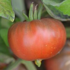 Graines tomate black d'occasion  Revigny-sur-Ornain