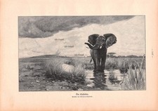 wilhelm kuhnert gebraucht kaufen wilhelm kuhnert gebraucht kaufen Deutschland
