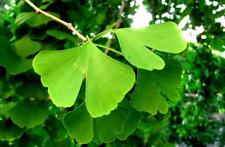 Ginkgo biloba seeds for sale  CAMBORNE