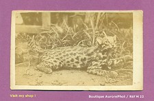 Cdv animals cheetah d'occasion  Expédié en Belgium