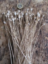 English dried flower for sale  HEREFORD