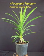 Pandan fragent pandanus for sale  Waialua