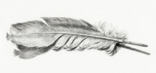 Feather jean bernard for sale  USA