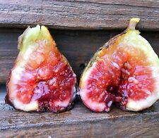 Fig tree magnolia for sale  Fresno
