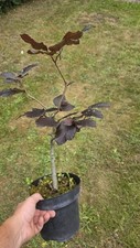 Purple beech bonsai for sale  HATFIELD