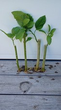 Angel yellow trumpet for sale  Marion