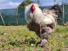 Uova feconde brahma usato  Agropoli