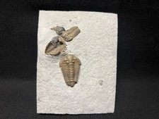 Trilobite triple waldron for sale  Mooresville