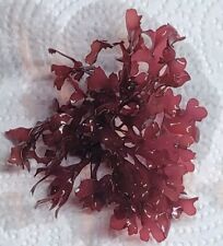 Red dragons breath for sale  Missoula