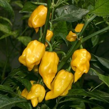 Lemon habanero hot for sale  Melbourne