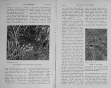 partridge eggs for sale partridge eggs for sale UK
