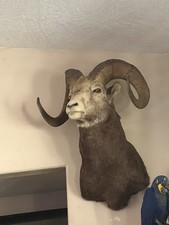 mount shoulder stone sheep for sale mount shoulder stone sheep for sale Scottsdale