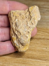Lovely unprepared dinosaur for sale  SOLIHULL