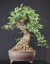 Bonsai olmo giapponese usato  Cison di Valmarino